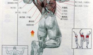 引体向上怎么做 引体向上怎么做