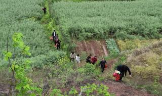 7月15上坟提前几天好 7月15上坟提前几天好