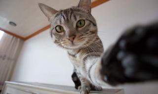 你摸摸看它有多想你 你摸摸看它有多想你